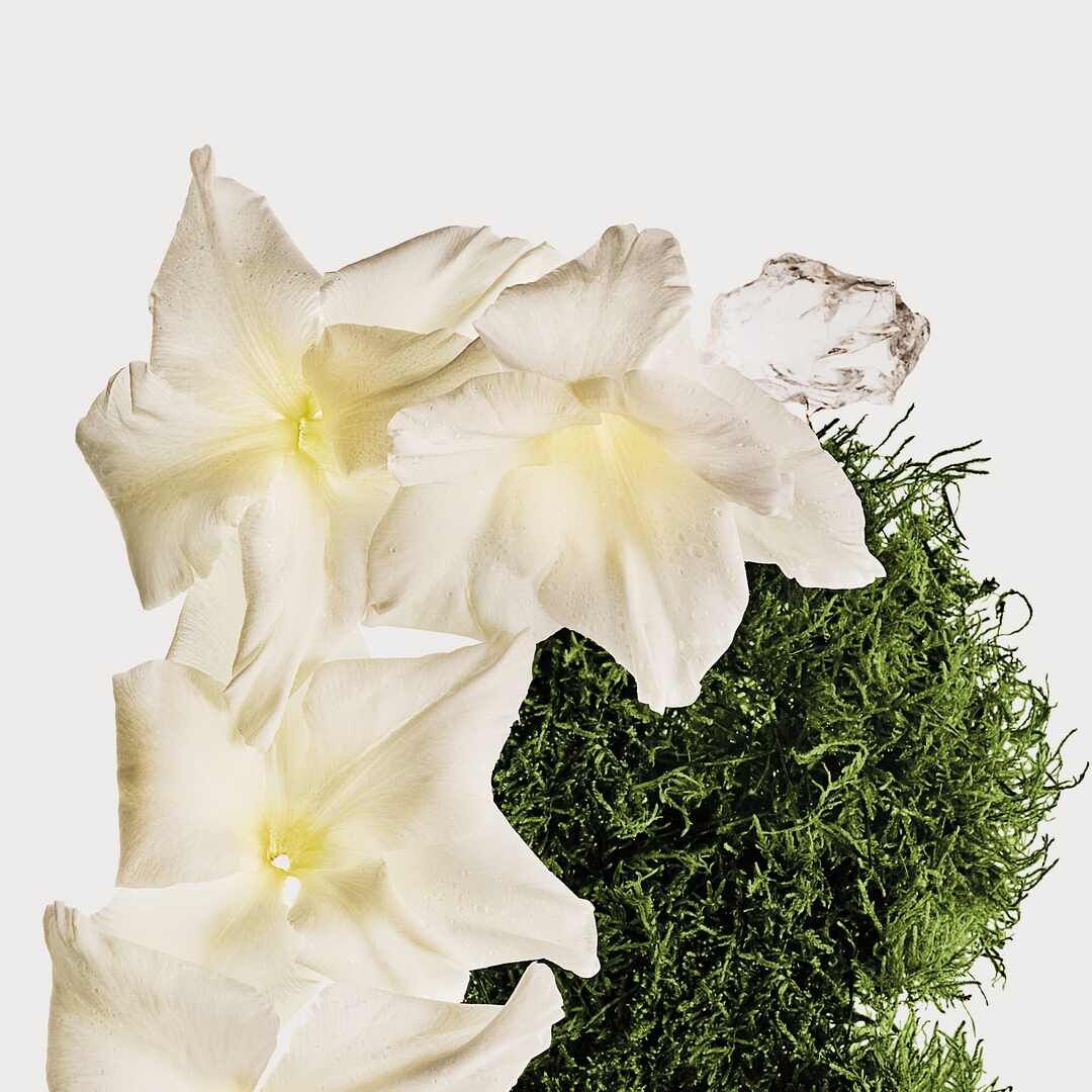 Bruma para cuerpo y cabello CK Cotton Musk